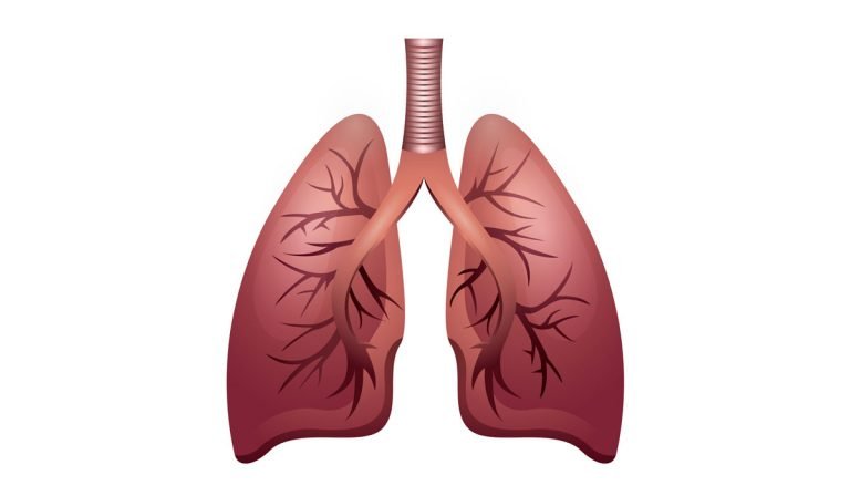 Facts about the Respiratory System