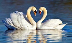 What do Swans Eat