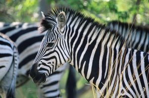 Cool Facts about Zebras