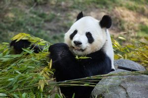 Giant panda (Ailuropoda melanoleuca) eating bamboo.