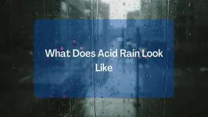 What Does Acid Rain Look Like