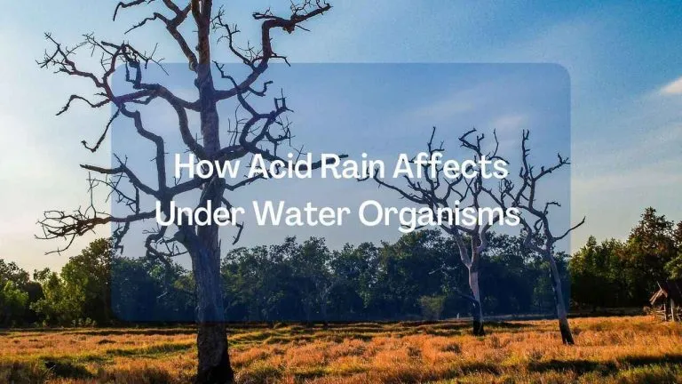 How Acid Rain Affects Organisms That Live in the Water