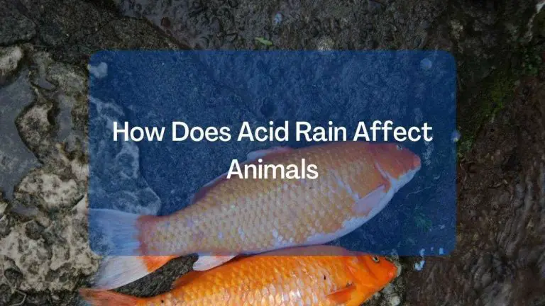 How Does Acid Rain Affect Animals