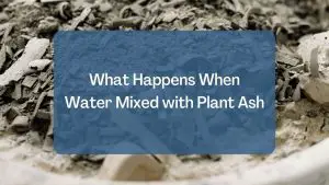 Water Mixed with Plant Ash